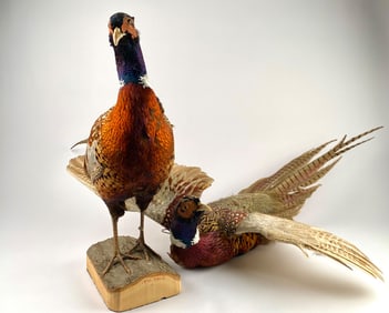 Pair of Taxidermy Ring-necked Pheasants on Wood Bases