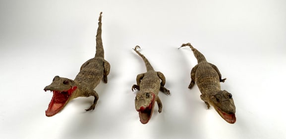 Set of Three Taxidermy Crocodiles From Colombia