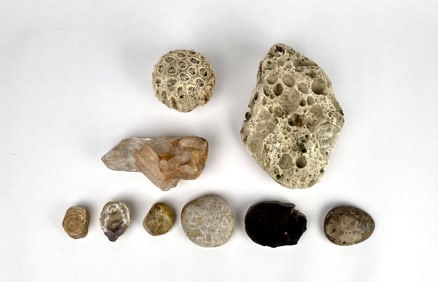 Lot of 9 Fossils, Minerals, and Petrified Samples