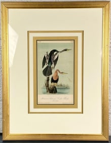 John James Audubon 'American Anhinga Snake Birds' Lithograph, Plate 420