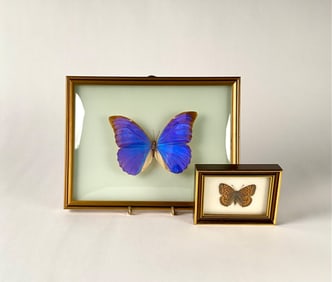 Framed Butterfly Specimens (Morpho and Argynnis)