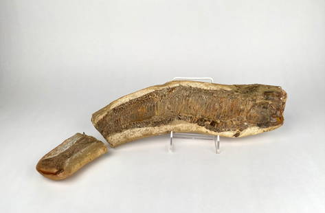 Large Fossilized Fish Vertebra with Separated Fragment: Partial fossilized fish spine accompanied by a smaller fragment. The piece highlights detailed preservation of ancient fish vertebrae and scale patterns within sedimentary material. The primary piece