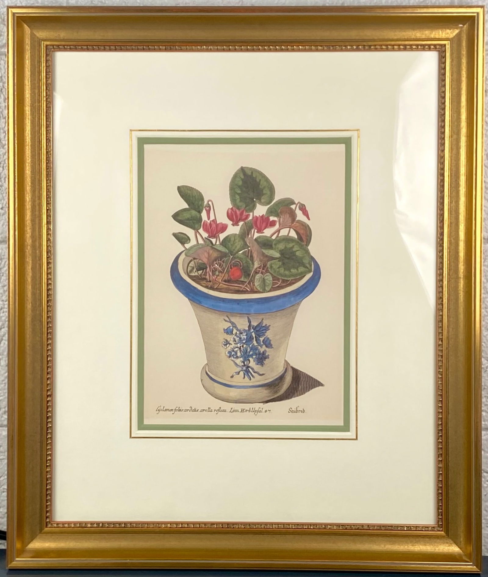 Framed Botanical Cyclamen Print After Basilius Besler (1 of 5)