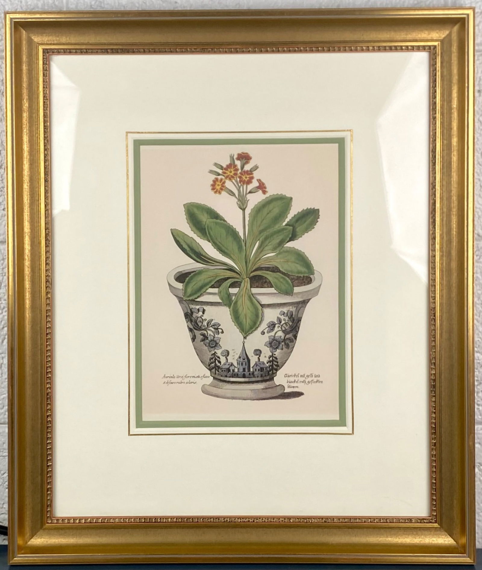Framed Botanical Auricula Study Print After Basilius Besler (1 of 5)
