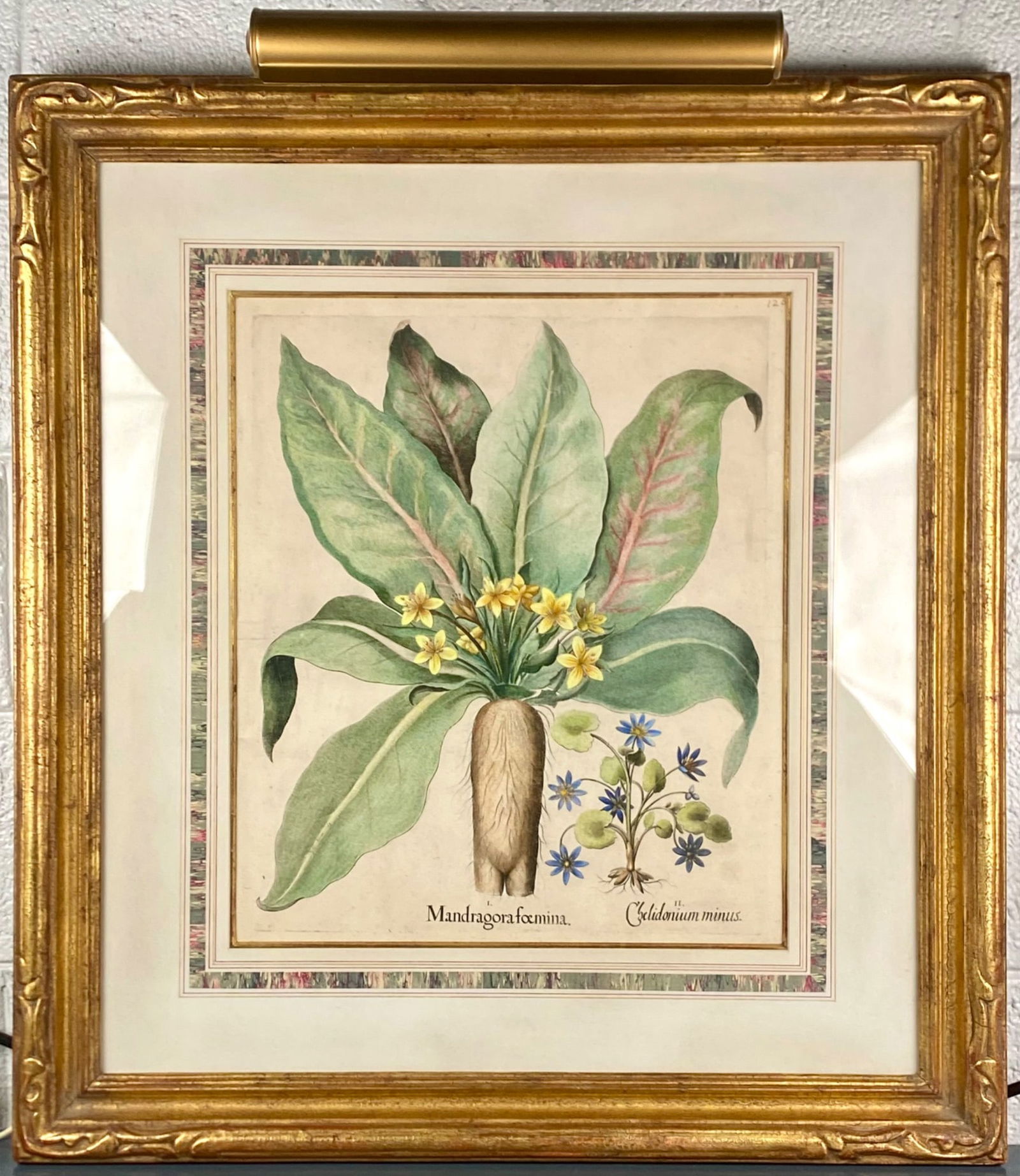 Framed Botanical ‘Mandragora foemina’ Print After Basilius Besler, Circa 1613 (1 of 8)