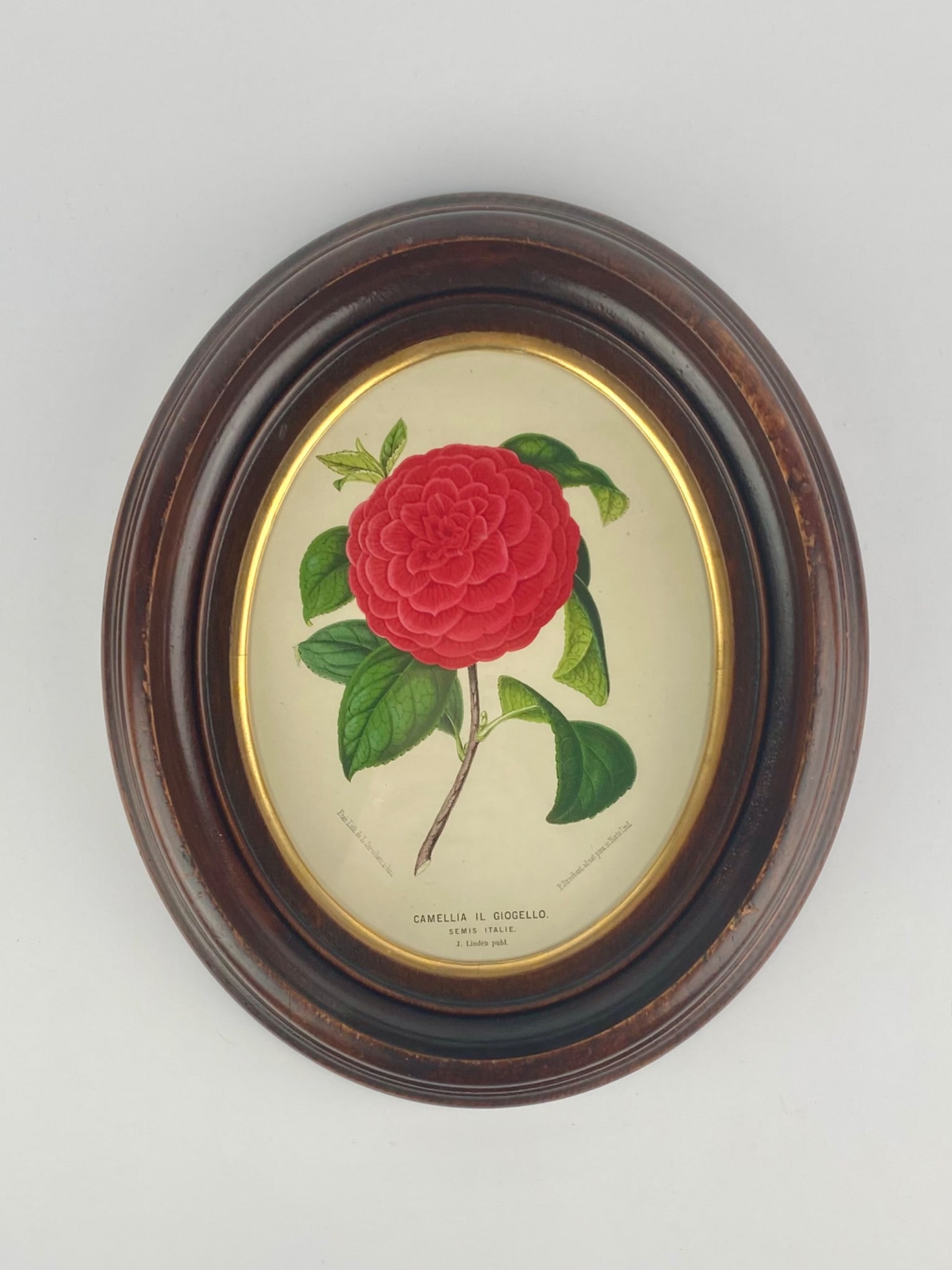 After Pierre-Joseph Redoute – Camellia Il Giogello (Semis Italie) Oval Botanical Lithograph c.: Oval-format botanical color lithograph depicting Camellia il Giogello (Semis Italie), showing a detailed red camellia bloom with green foliage on a cream background. Presented in a molded wood frame w