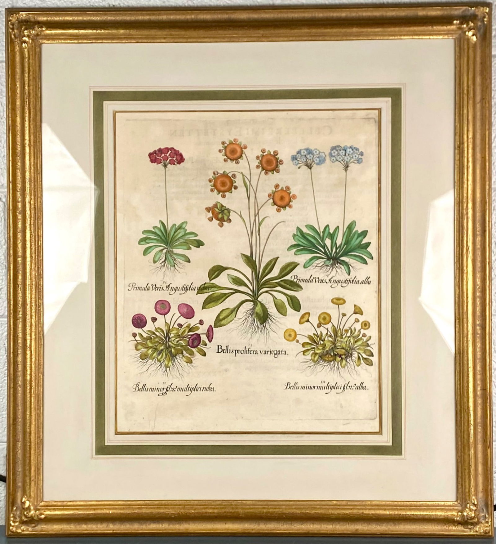 Framed Botanical Primula & Bellis Studies Engraving (1 of 5)