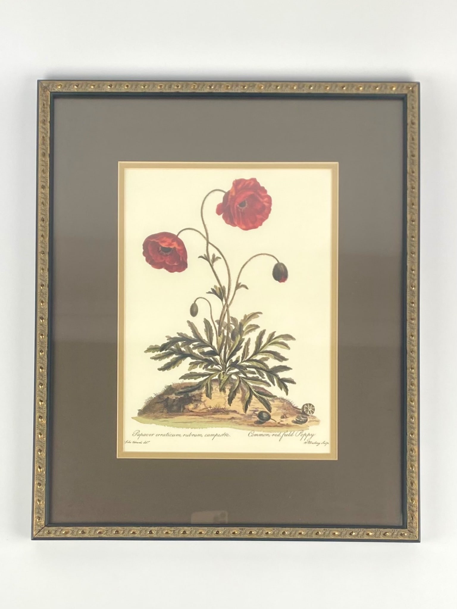 Botanical Print of Common Red Field Poppy by John Edwards (1 of 7)