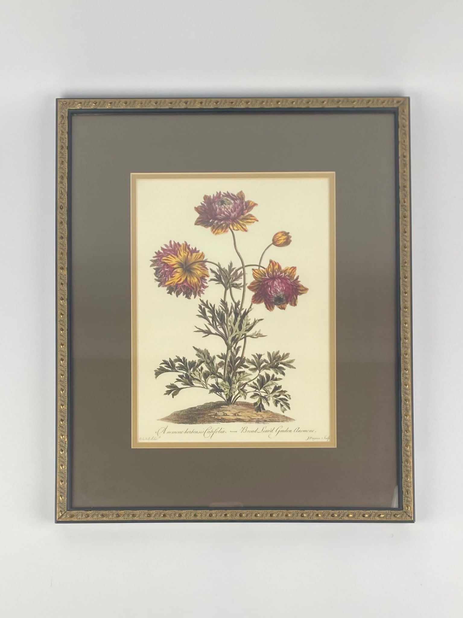 Botanical Print of Broad-Leaved Garden Anemone by John Edwards (1 of 7)