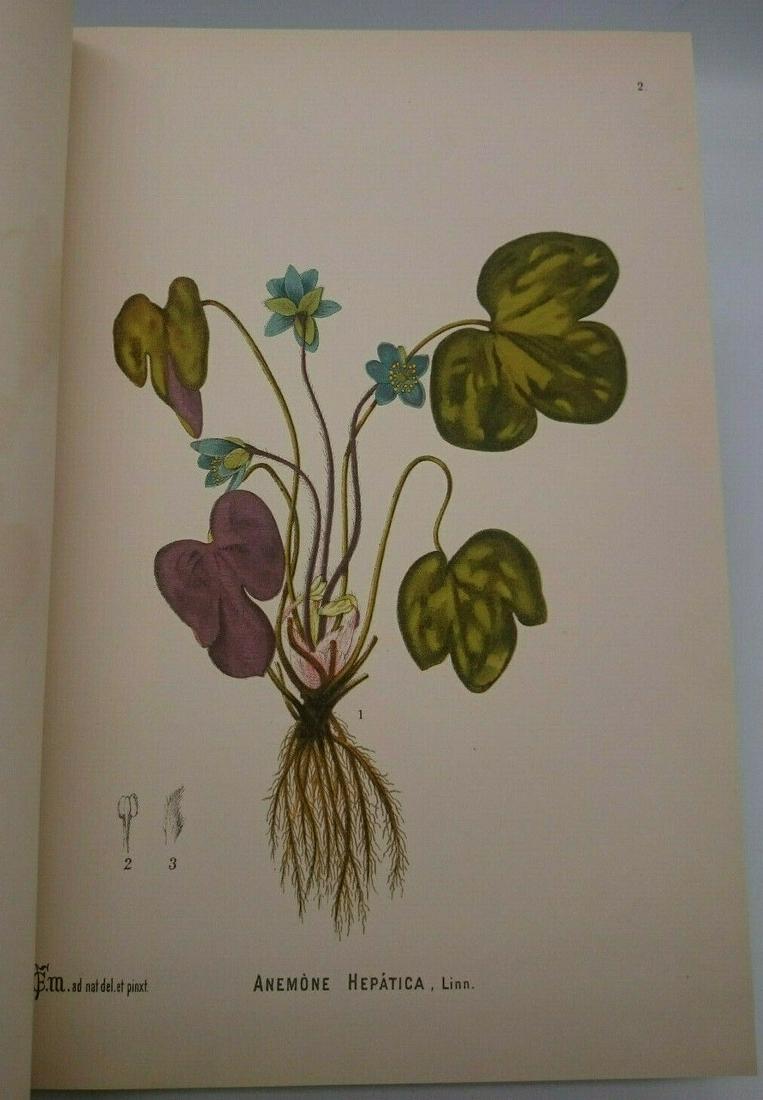 1892 Medicinal Plants 2 Vol Millspaugh 180 Full Page (1 of 10)
