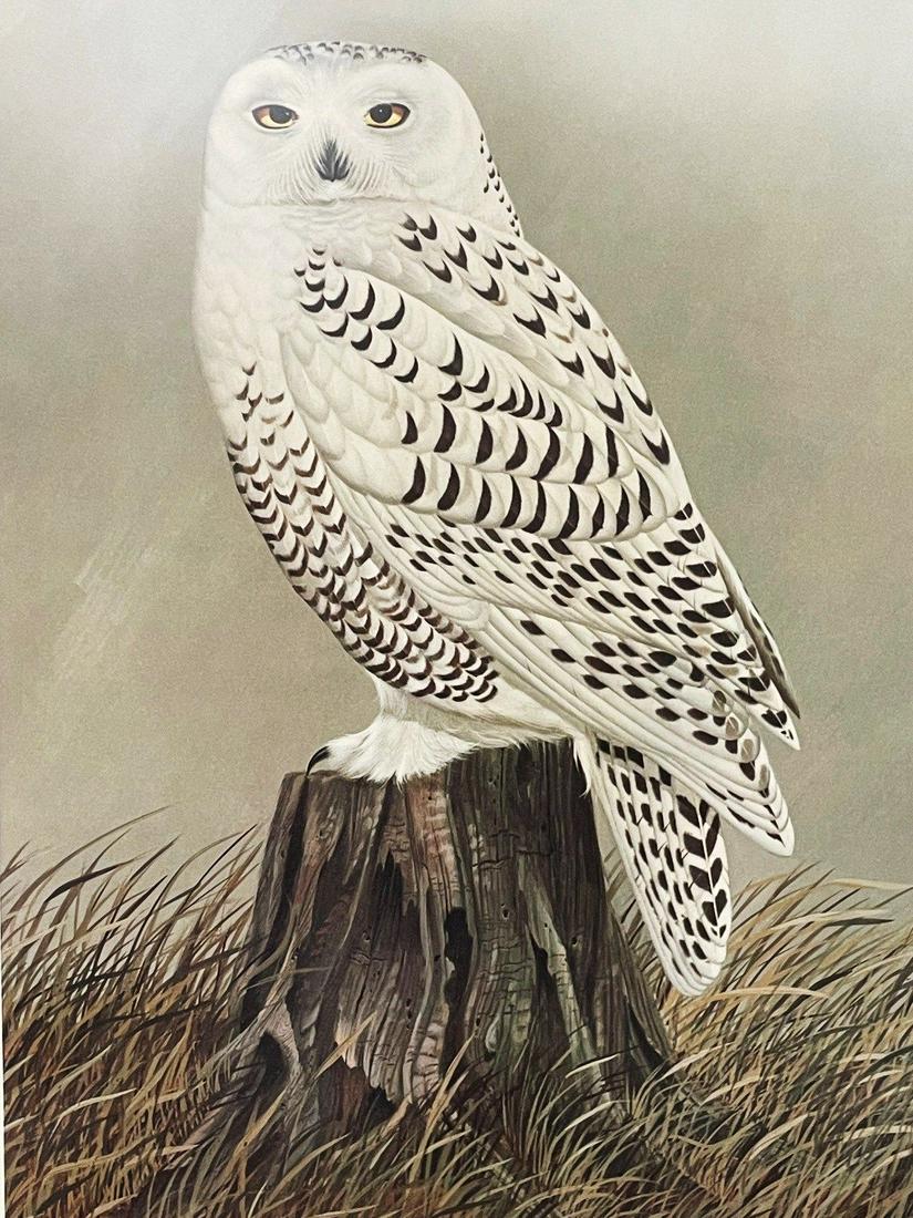 Snowy Owl John Ruthven Lithograph (1 of 5)