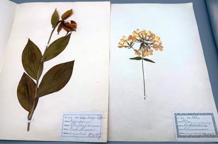 1881 Herbarium (69) Botanical Specimens Dried Pressed Plant Samples