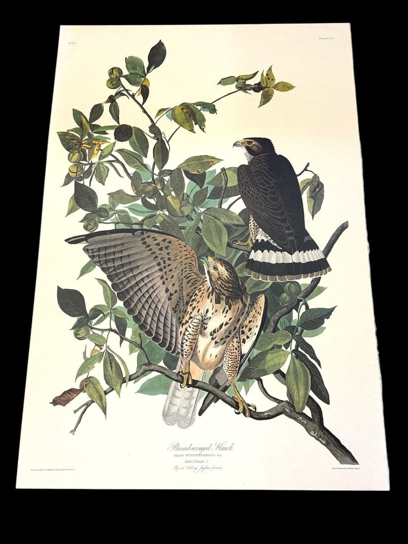 Audubon Print Plate XCI Broad Winged Hawk Male/Female (1 of 5)