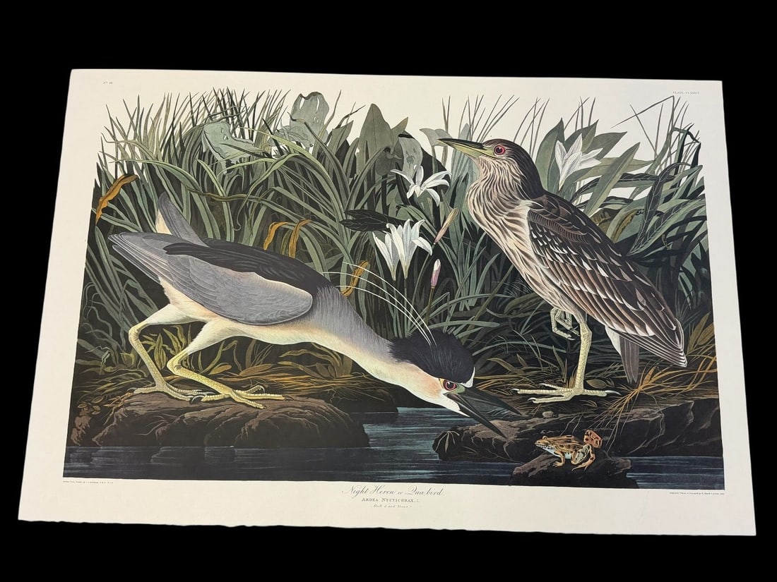 Audubon Print Plate CCXXXVI Night Heron: Audubon Print Plate CCXXXVI Night Heron: Plate measures 26.25 x 39.5"