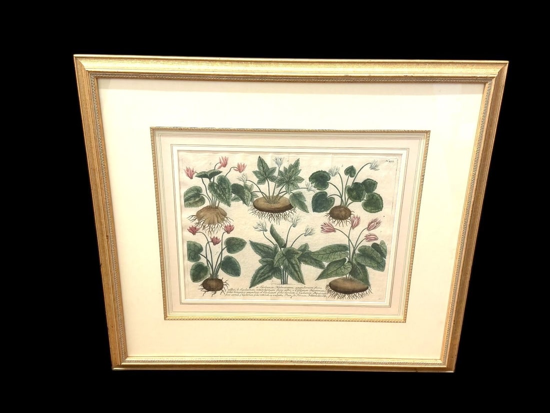 Johann Weinmann-Cyclamen Mezzotint Engraving "Phytanthoza Iconographia" (1 of 7)