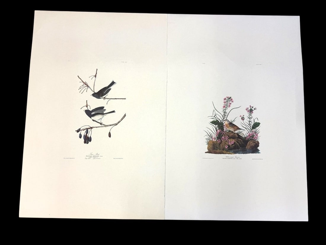 Pair Audubon Prints: Yellow Winged Sparrow, Snow Bird (1 of 5)