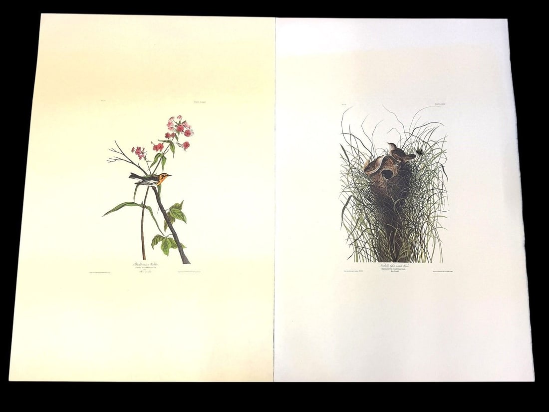 Pair Audubon Prints: Nuttalls Marsh Wren, Blackburnian Warbler (1 of 5)