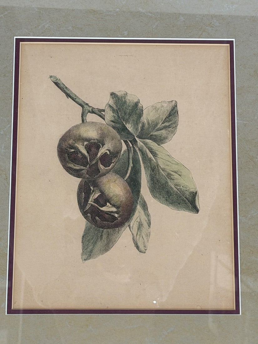 Hand Tinted Engraving Fruit: - 2