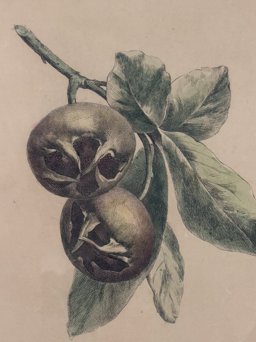 Hand Tinted Engraving Fruit: - 3