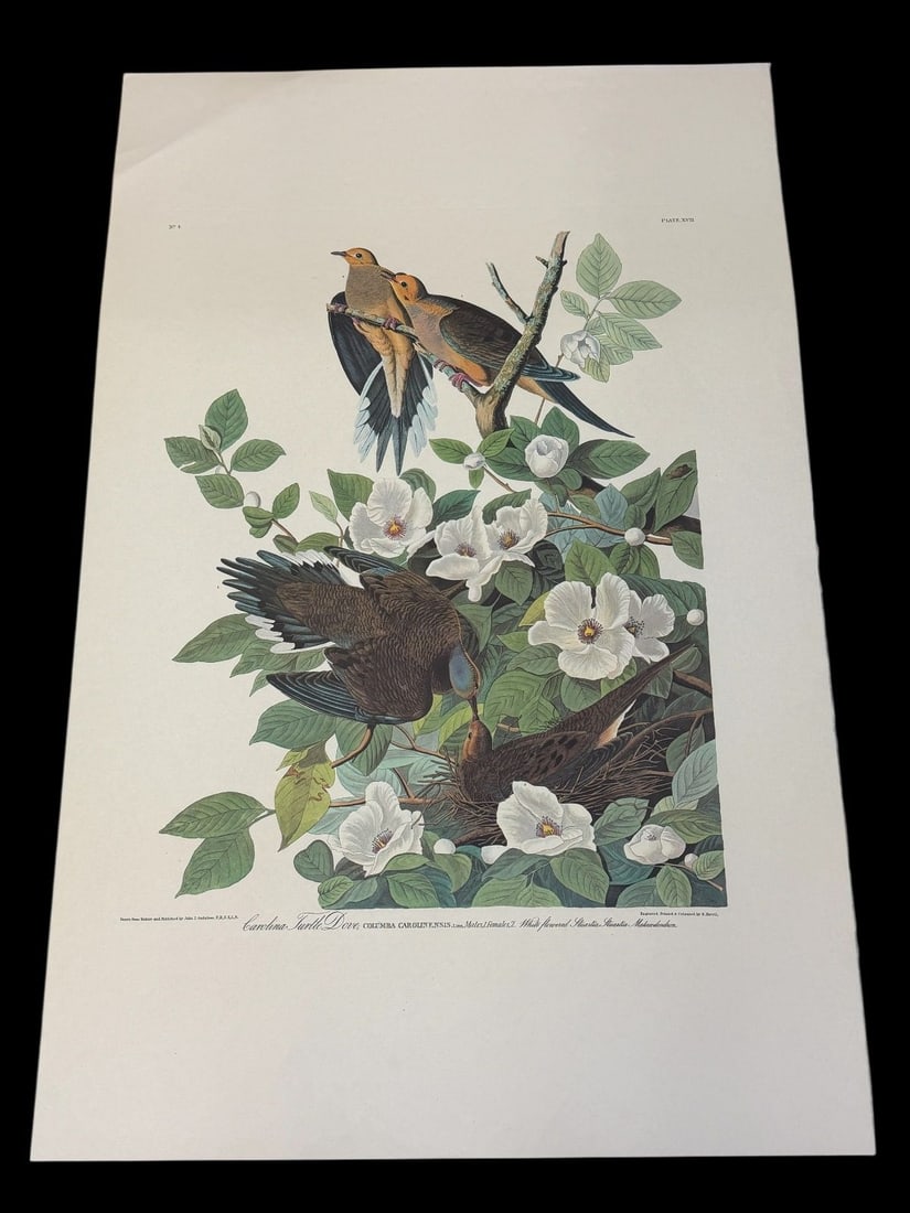 Audubon Print Plate XVII Carolina Turtle Dove (1 of 6)