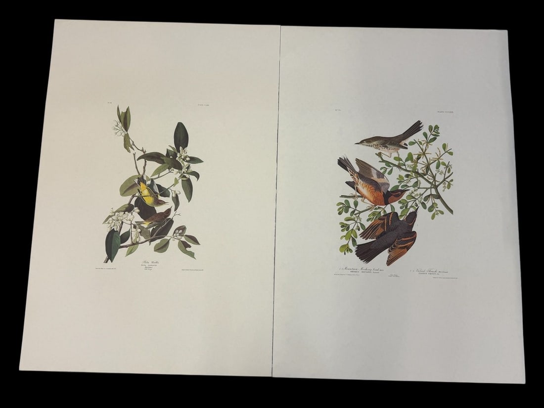 Pair Audubon Prints: Mtn. Mockingbird/Varied Thrush, Palm Warbler: Pair Audubon Prints: Mtn. Mockingbird/Varied Thrush, Palm Warbler: Plates CLXIII, CCCLXIX. Measure 26.5 x 39.5".