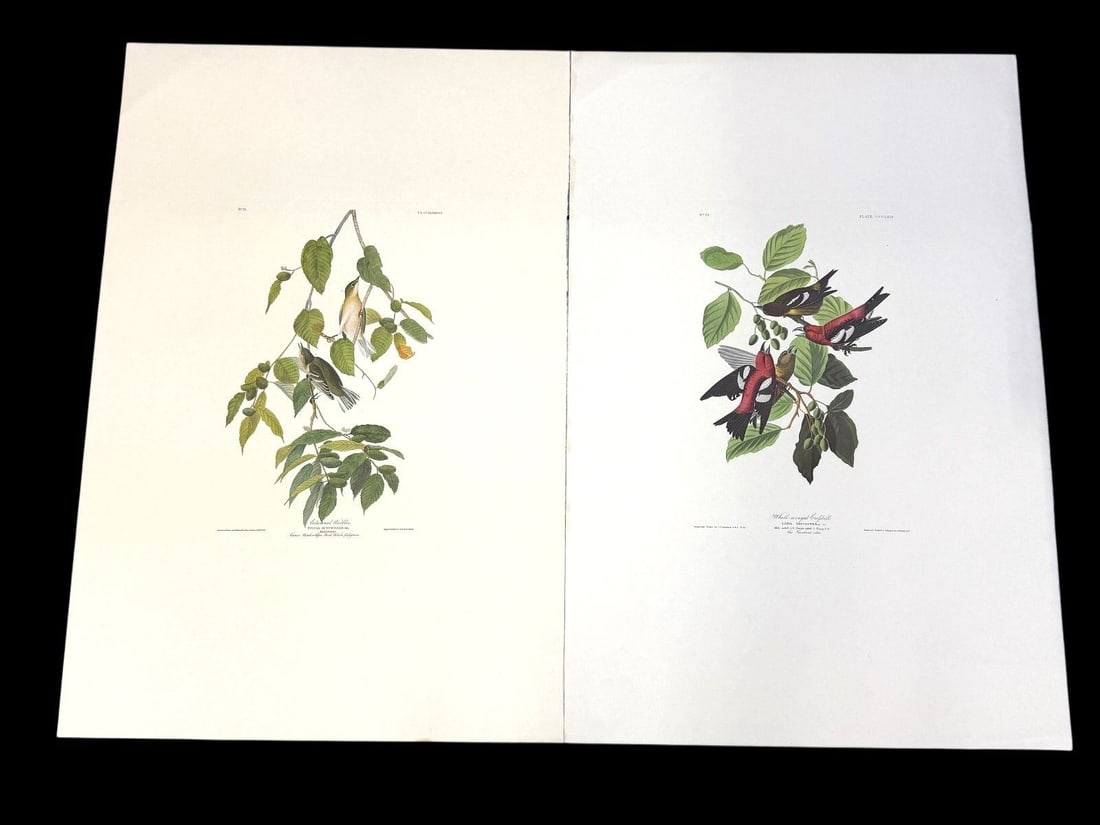 Pair Audubon Prints: White Winged Grossbill, Autumnal Warbler (1 of 5)