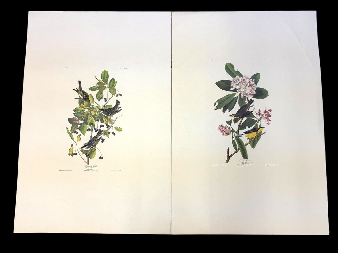 Pair Audubon Prints: Canada Warbler, Black Poll Warbler (1 of 5)