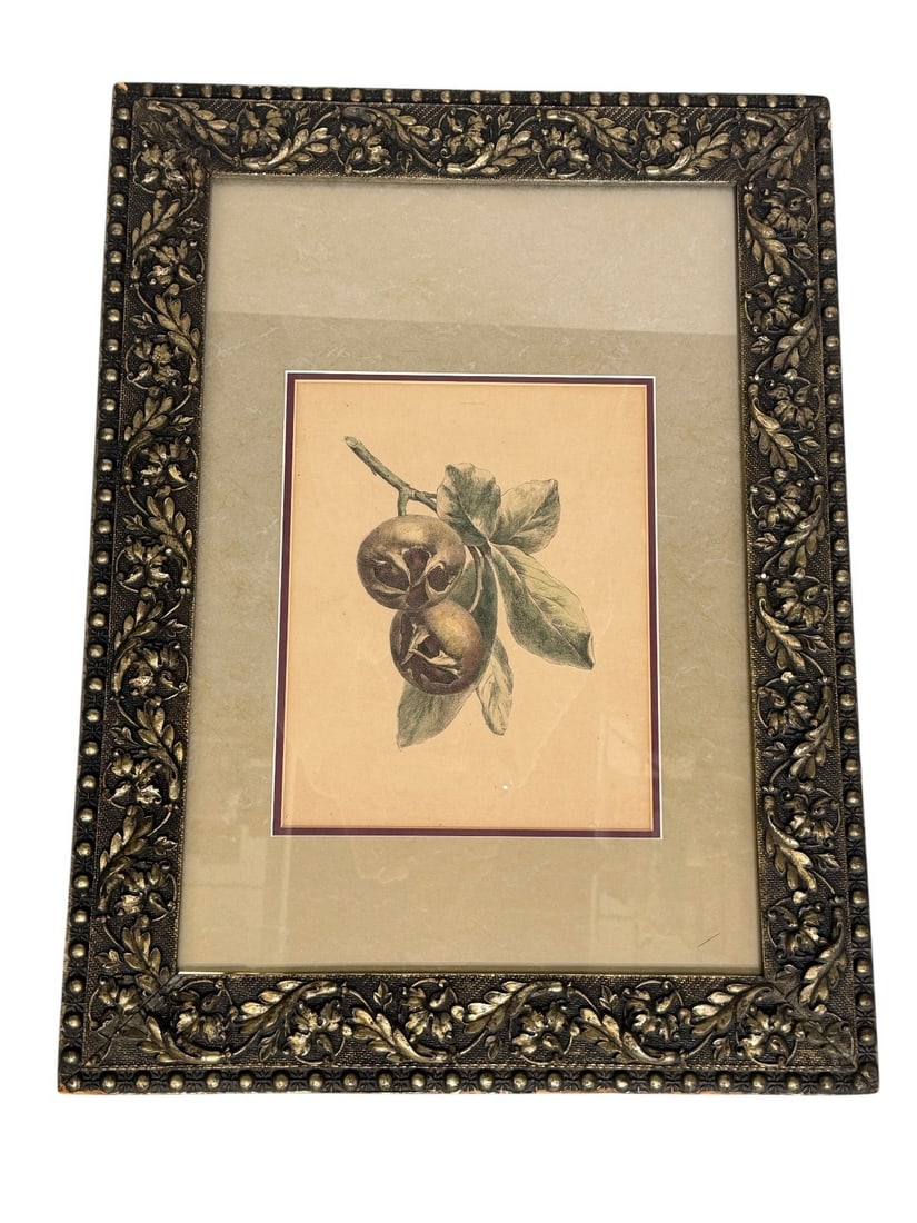 Hand Tinted Engraving Fruit: (1 of 3)