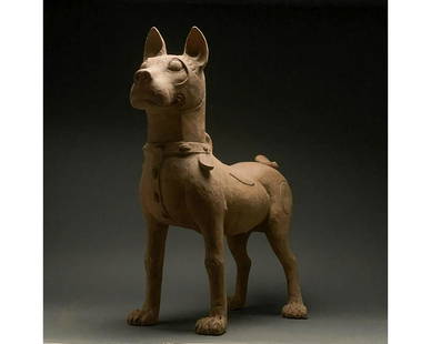 HUGE CHINESE HAN DYNASTY POTTERY DOG - TL TESTED: Ca. 206 BC - 220 AD. Han dynasty. A terracotta dog statue depicting a medium sized hunting type dog with a short curled tail standing alert with his neck rigid, ears pricked facing forward and an