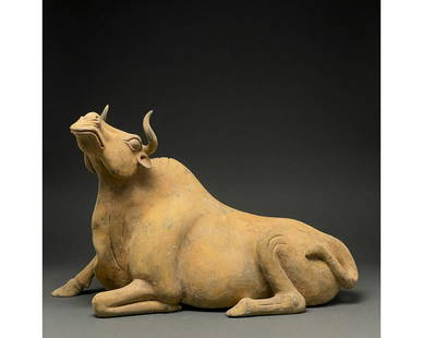 CHINA, LARGE TANG DYNASTY POTTERY OX - TL TESTED: Ca. 618 - 907 AD. Chinese Tang Dynasty. An elegant terracotta statue depicting an ox lying down, with its tail flicked over its haunches and one foreleg extended as though about to rise. This ox is