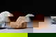 item-210345692=3