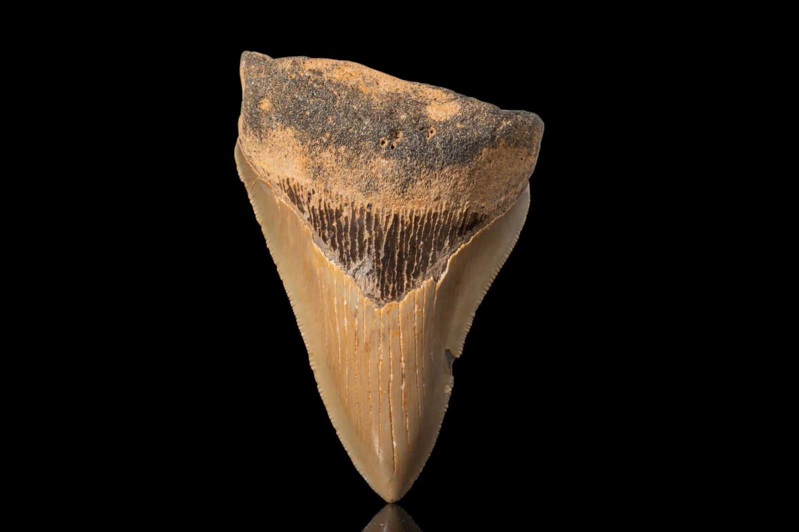 OTODUS MEGALODON TOOTH: Ca. 23 - 20 million years ago. A fossil megalodon tooth. The crown has a smooth labial face and a gently convex lingual face, preserving a broad dark bourlette. The root has a rough, porous, bone-like