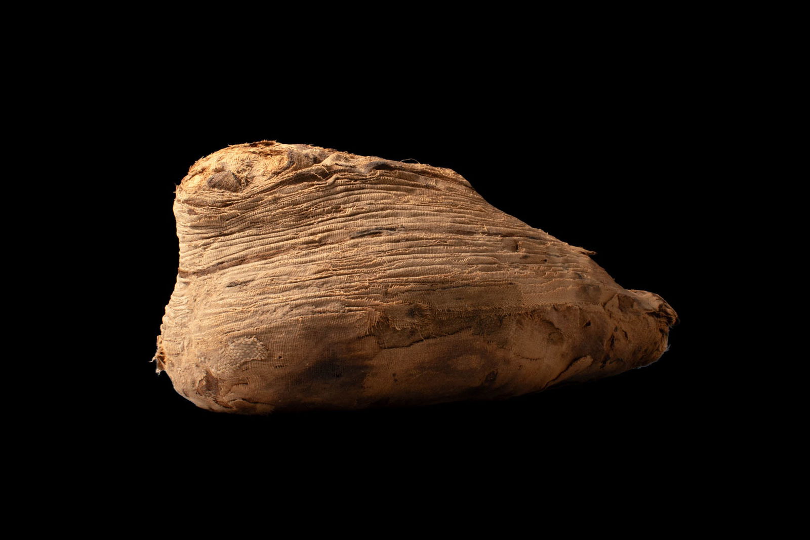 EGYPTIAN MUMMY OF IBIS - 2