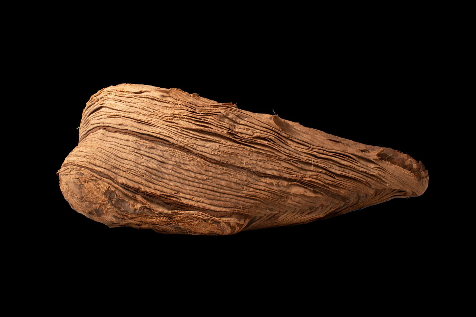 EGYPTIAN MUMMY OF IBIS - 6