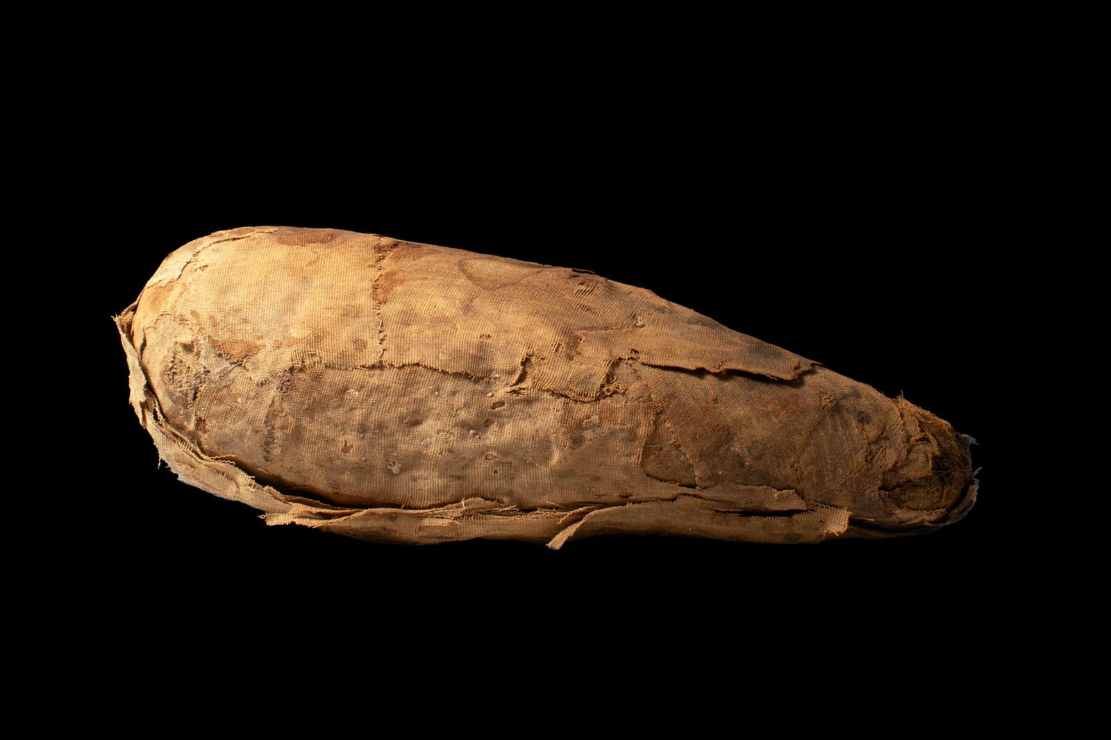 EGYPTIAN MUMMY OF IBIS - 7