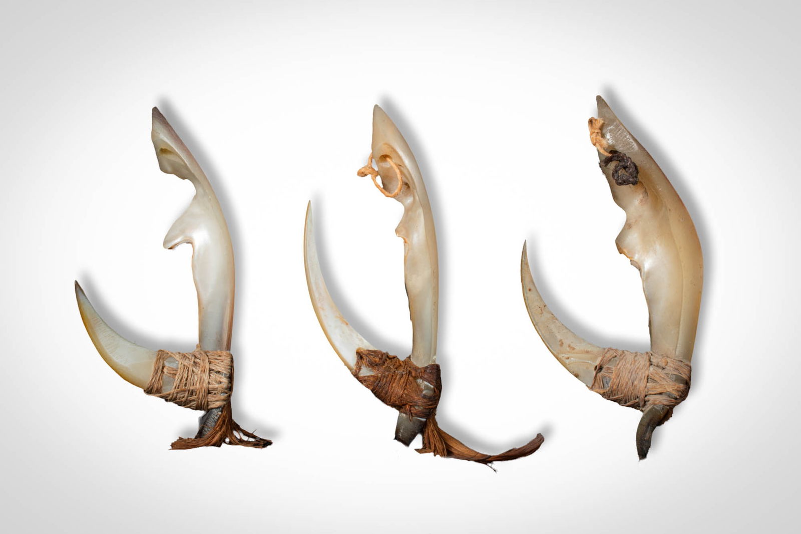GROUP OF MARSHALL ISLAND FISH HOOKS: Ca. 19th - early 20th century AD. >A group comprising three fish hooks constructed from carved shell shanks fitted with sharply curved hook points secured by fibre lashings. The shanks are elegantly s