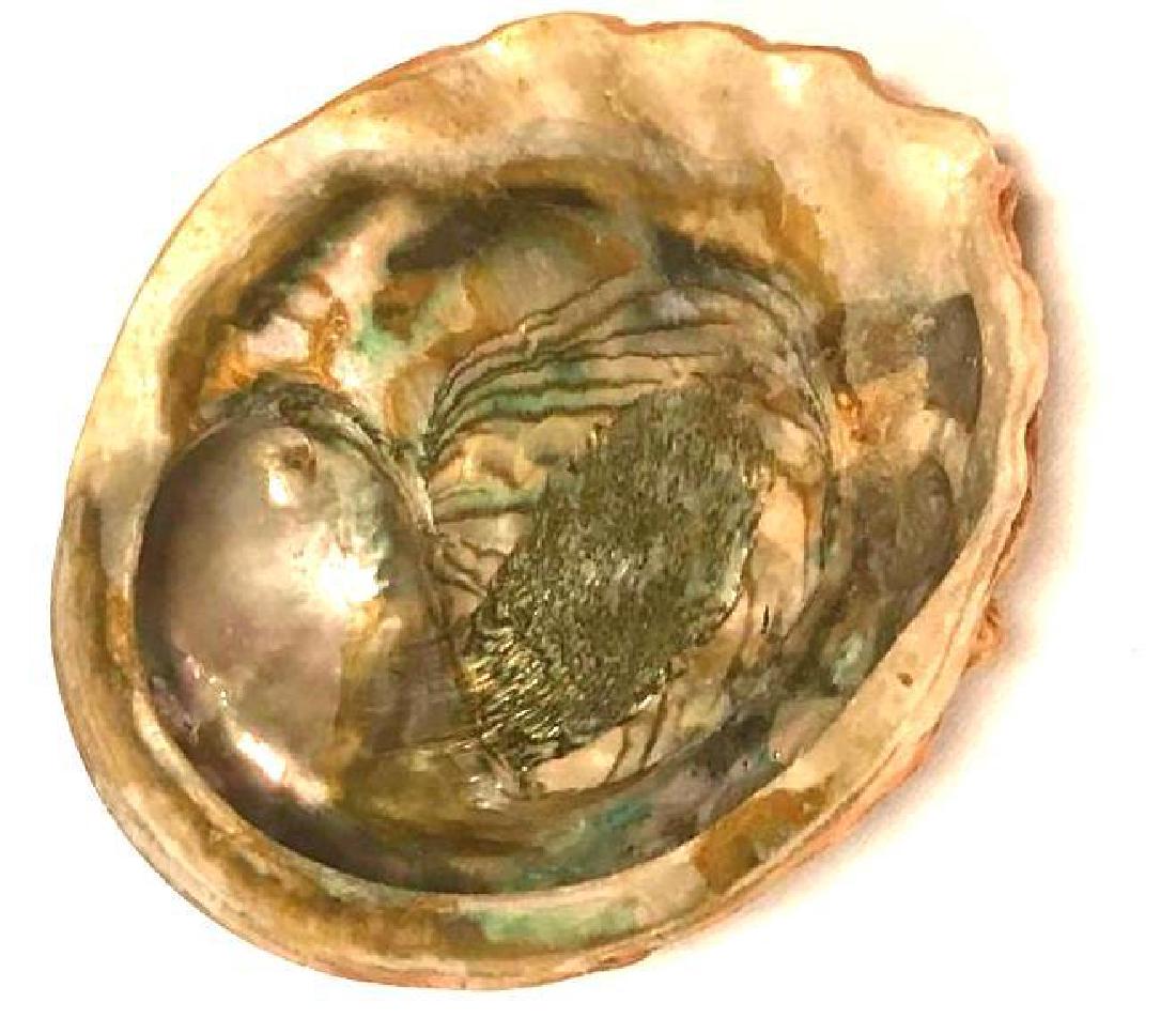 1955 Abalone Shell plate: This unique piece was made in 1955. It is a large decorated shell sealed to be used as a dish. I would imagine the seal is not good enough for food service any more but it is a cool dish j