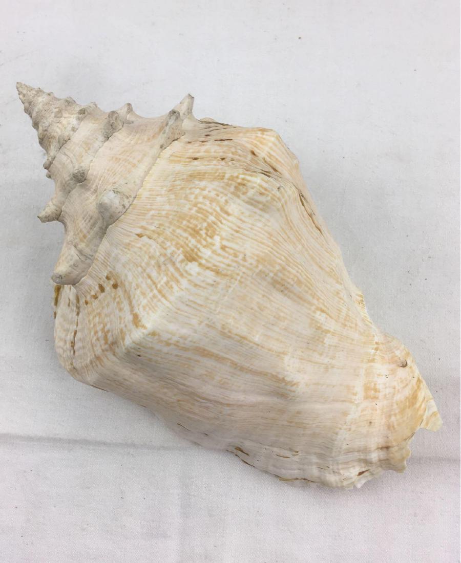 Giant Pink Queen Conch Shell 1 Seashell Nautical Decor: Pink Queen Conch shell in excellent condition, measuring 11" in length and 7" in width.