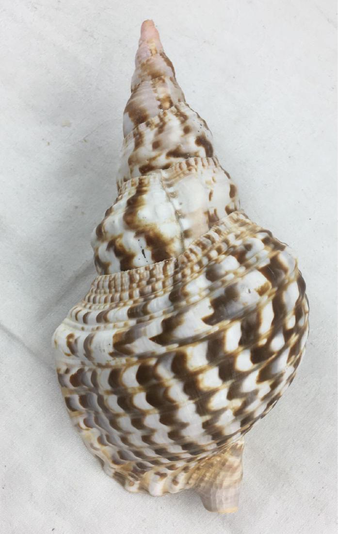 Giant Triton's Trumpet Shell Charonia Triton Snail: Trumpet seashell in wonderful condition, measuring 10.1/2" in length and 5.1/4" in width. 