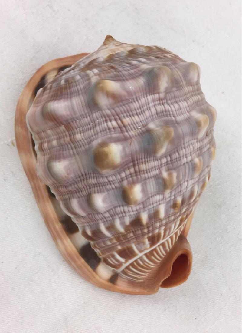 Large Bullmouth Red Helmet Snail Shell Nautical: A very nice Red Helmet Shell Cypraecassis rufa, measuring at 4.5/8 in length and 3.1/2" in width