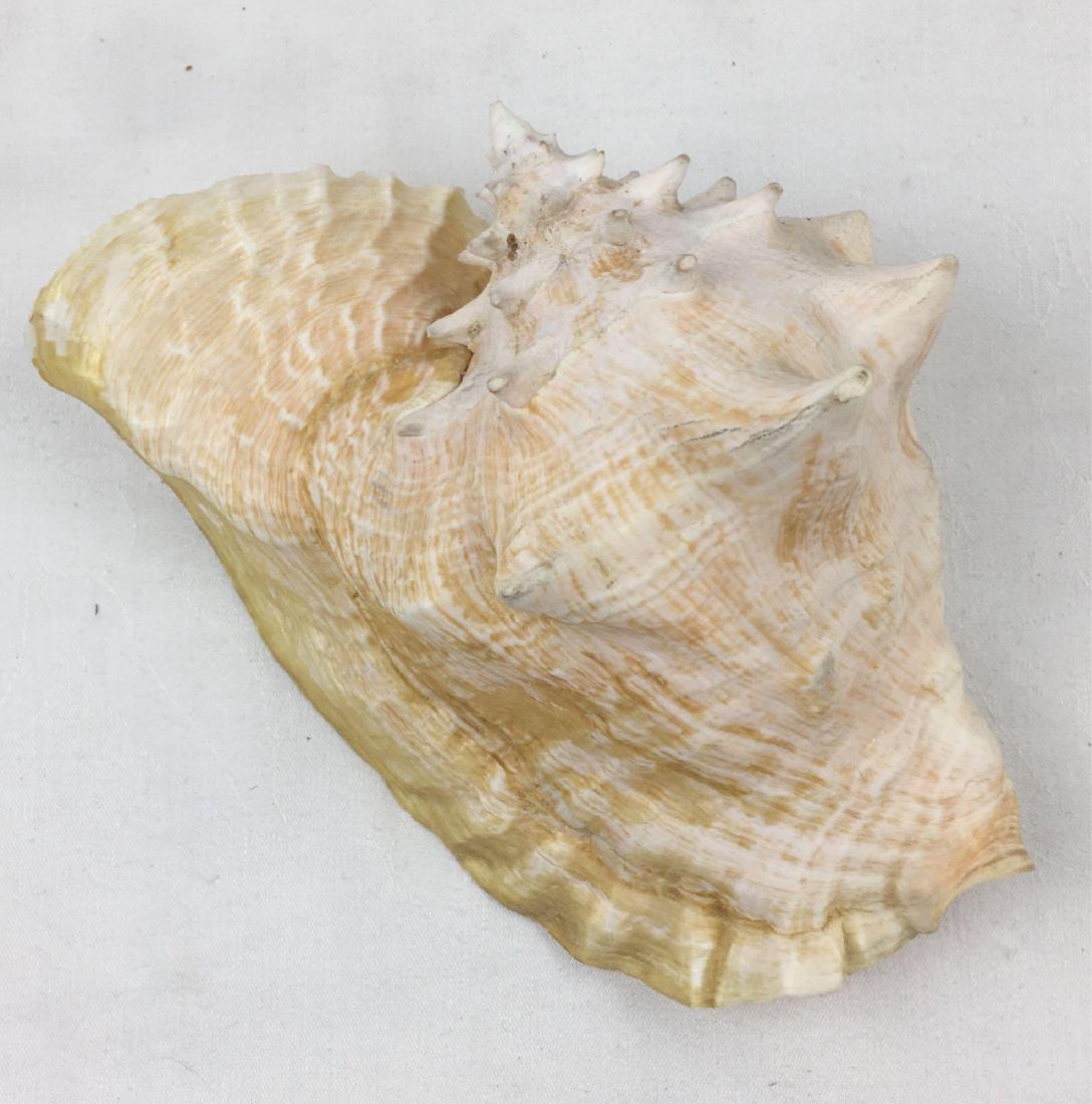 Giant Pink Queen Conch Shell 2: Pink Queen Conch shell in excellent condition, measuring 9" in length and 7" in width.