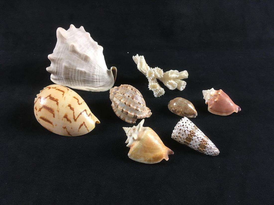 Eclectic Sea Shell Collection 8 Pieces: Eclectic Sea Shell Collection; This is a great assortment of sea shells and coral in a wide range of sizes and types, such as a cowry shell, conch shell, and cones. The large conch is 5 1/2" L, the se