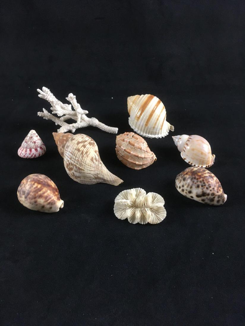 Eclectic Sea Shell Collection 9 Pieces: Eclectic Sea Shell Collection, 9 Pieces; lot includes 1) a stag horn style coral, 4" x 6" x 4", 2) a flower shape of a blade coral, 2" x 3" x 1 1/4", 3) large brown and cream conch, 2 1/2" x 6" x 2", 