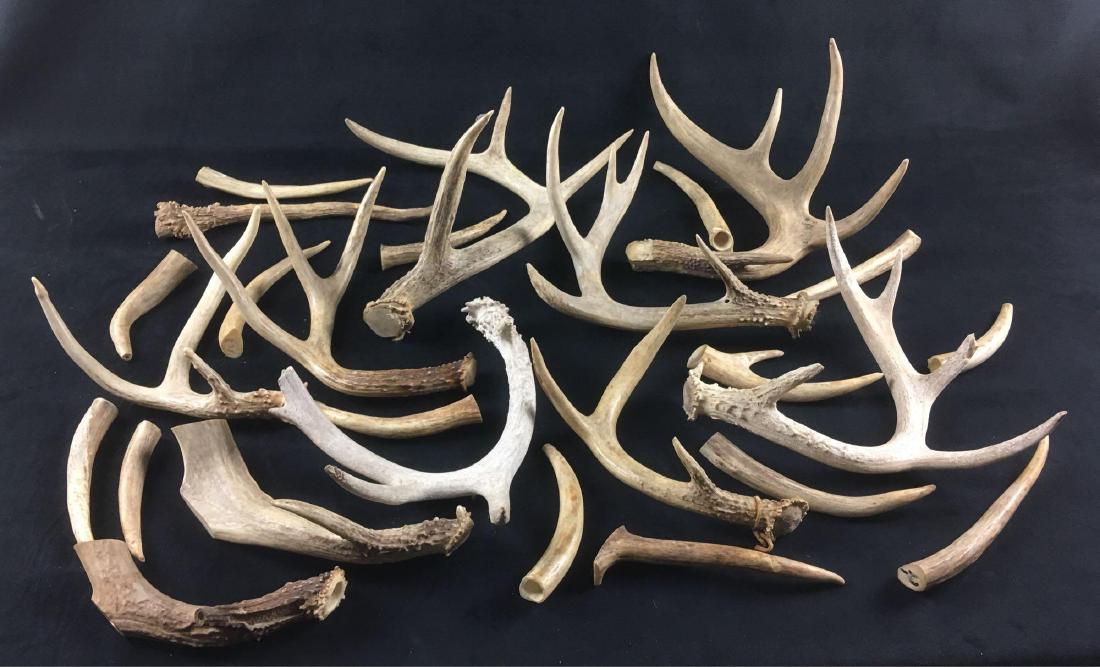 Large Collection of Whitetail Deer Antlers with 26: Large Collection of Whitetail Deer Antlers, 26 Pieces; in this collection there appears to be 8 racks of more than one point, 4 of these pieces appear to be sets (2 sets). Most are pieces of young dee