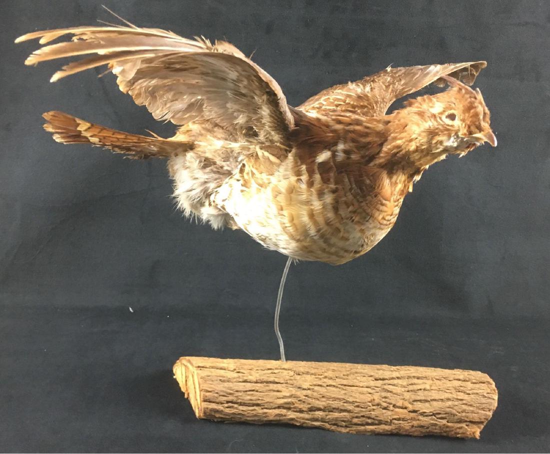 Flying Ruffed Grouse Rooster Taxidermy: Flying Ruffed Grouse Rooster Taxidermy; mounted above a section of log on heavy wire. This mount is in good condition, the bird does show some ruffled feathers but is complete with no bald spots. The 