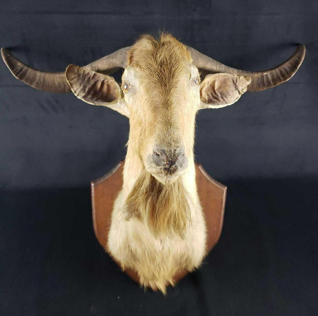 Mountain Goat Mounted Taxidermy Head: Mountain Goat Mounted Taxidermy Head. This taxidermy head is in good used condition. The head shows some signs of damage, especially around the eyes. The horns measure 26.5" tip to tip, 15" in length