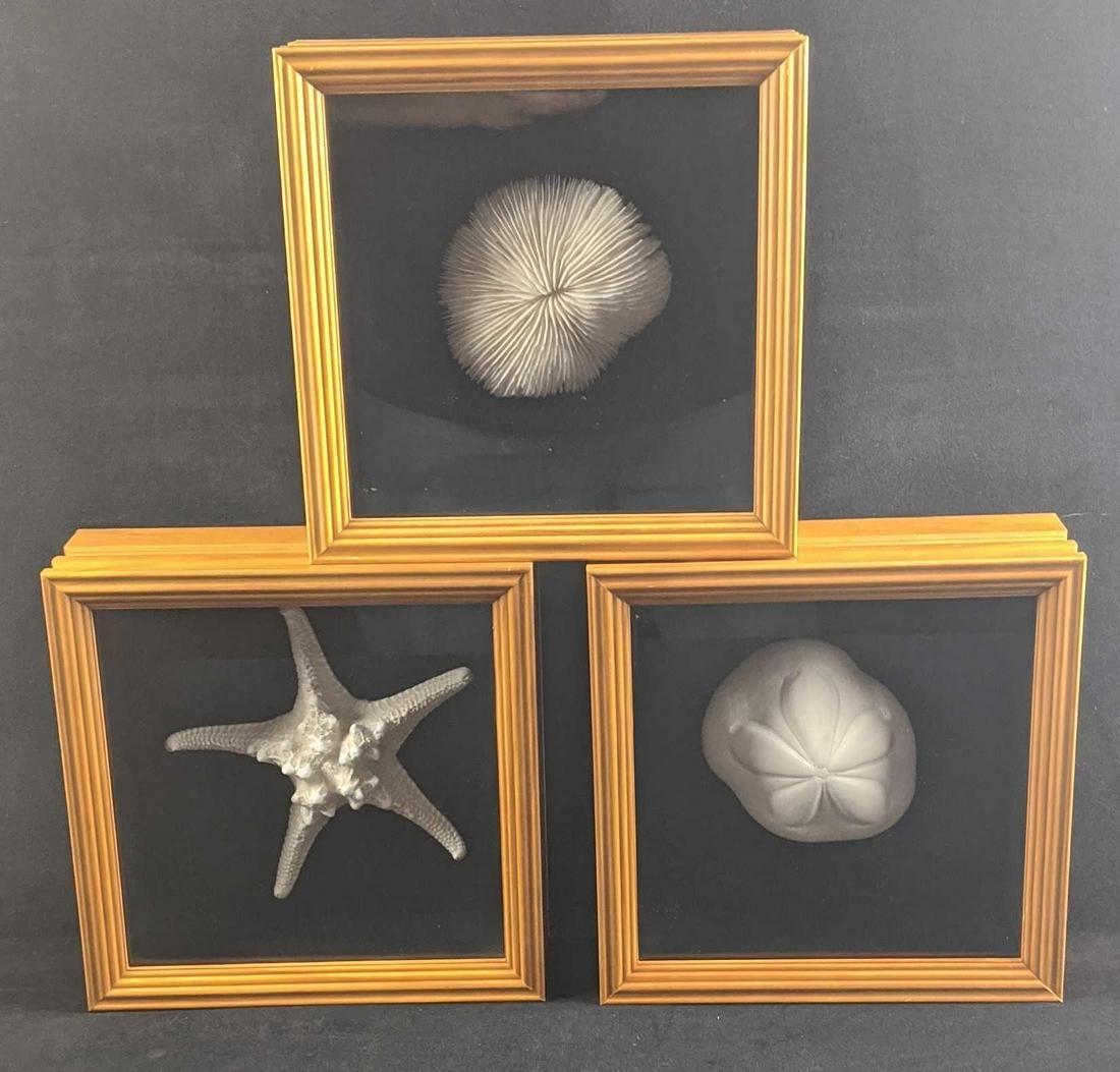 Nautical Seashells In A Shadowbox Set Of Three: This set includes peserved sea creatures/shells from under the sea: (1) Framed preserved Starfish (1) FramedÂ Round Red Sea Razor Coral. (1) FramedÂ Fat Sea Biscuit Sand Dollar Shadowboxes are all