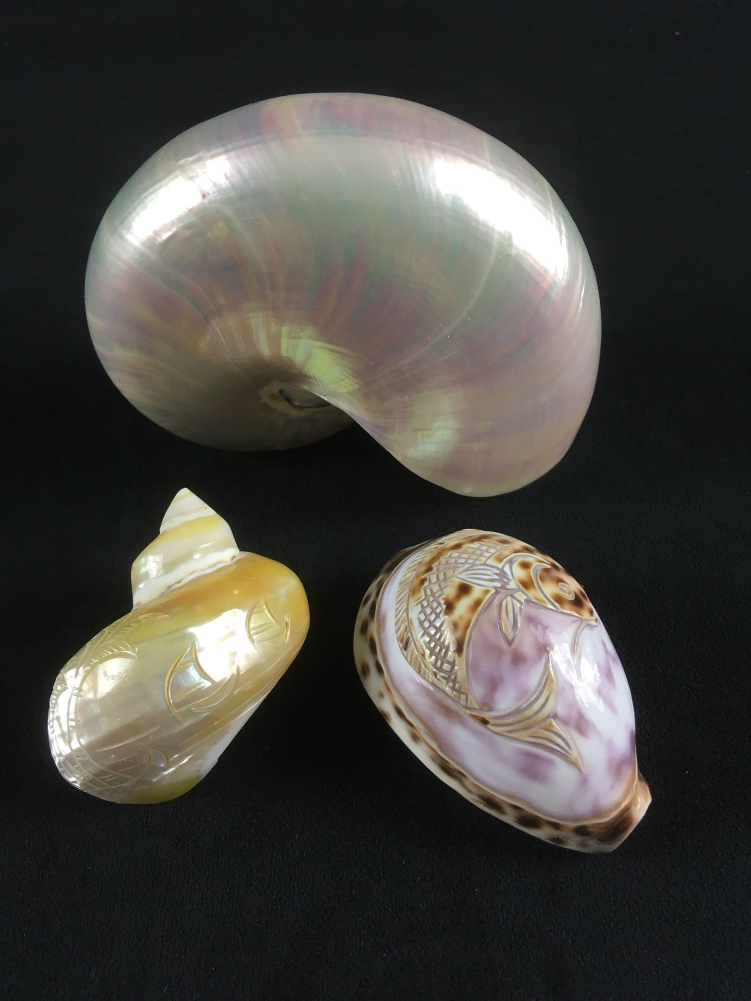 Nautilus Shell and 2 Hand Carved Shells (1 of 9)
