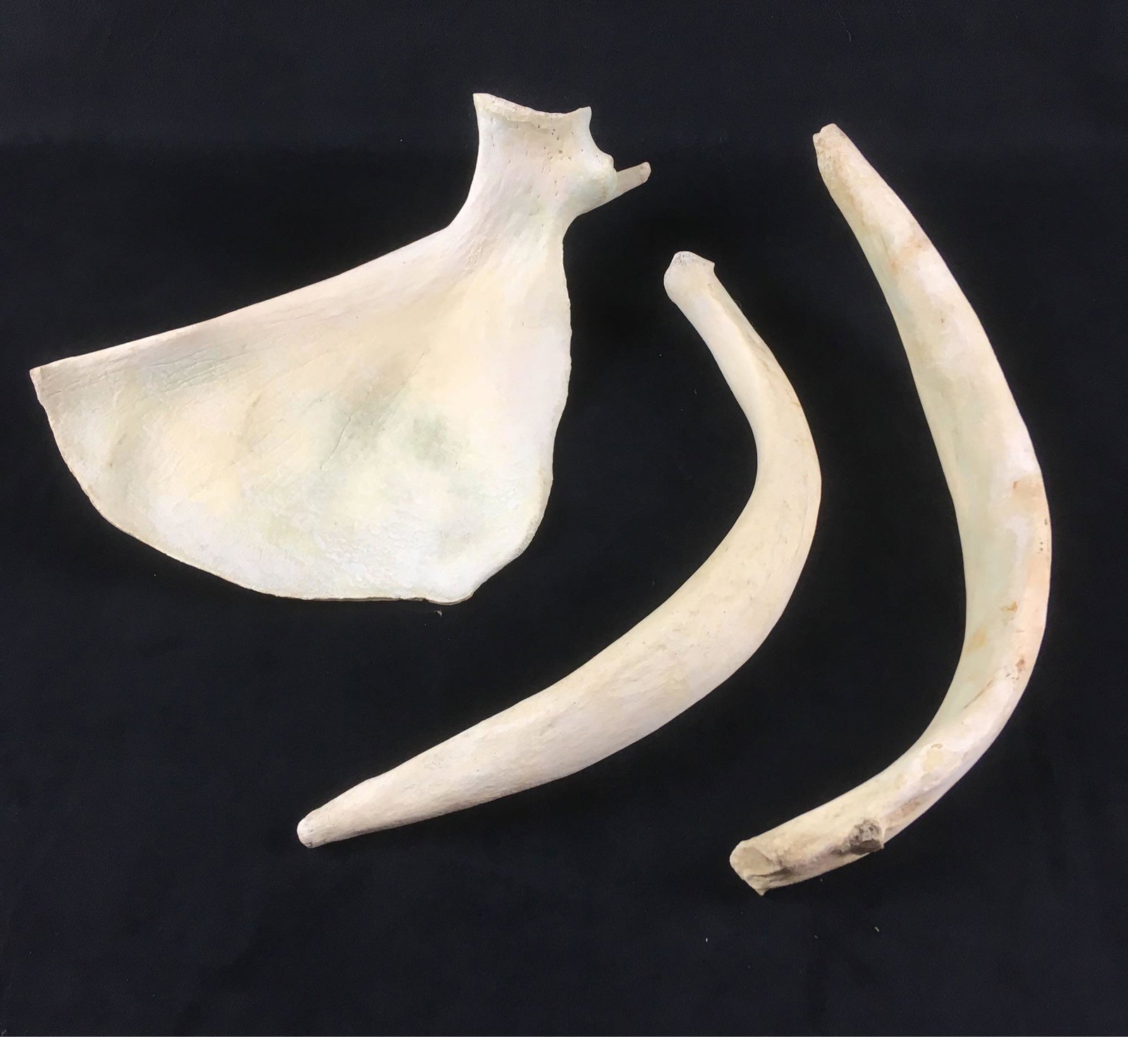Partial Deer Hipbone and Two Ribs: Partial Deer Hipbone and Two Ribs. Bones from a white tailed deer. Hip bone fragment is about 13" long. Larger rib is 15" long and smaller one is 13".Â