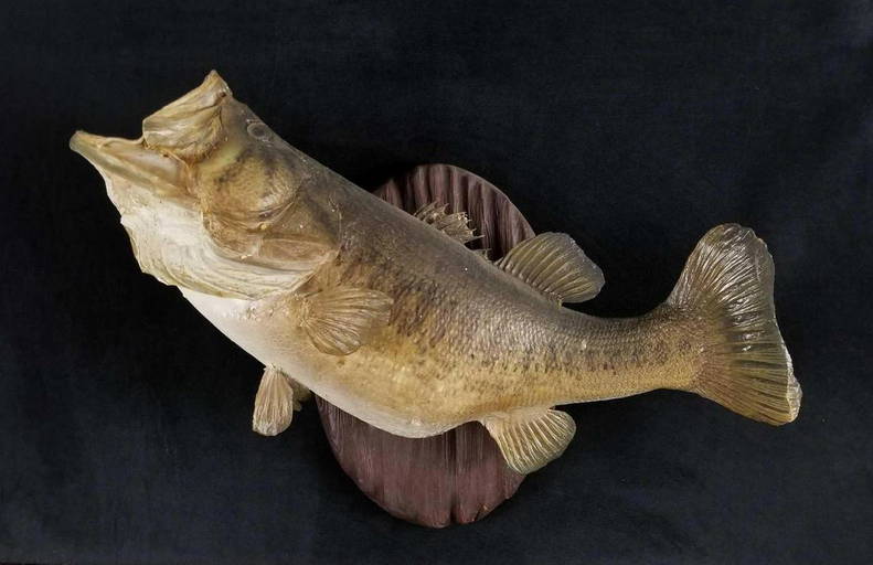 Largemouth Bass Taxidermy Fish Mount Apr 20, 2020 Rapid Estate Liquidators and Auction